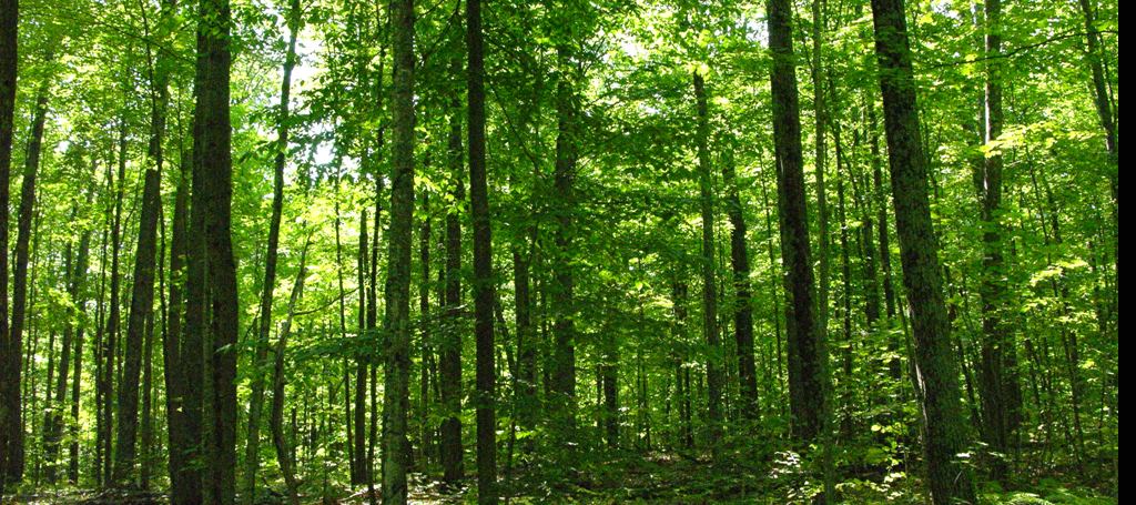 sustainable-forest-management-wur